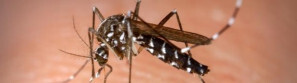 aedes-mosquito_p120119_cover_cropped_ret.jpg
