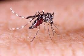 ministerio-da-saude-incorpora-vacina-contra-a-dengue-no-sus