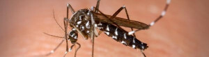 casos-provaveis-de-dengue-disparam-mas-vacina-so-chega-a-10-dos-municipios