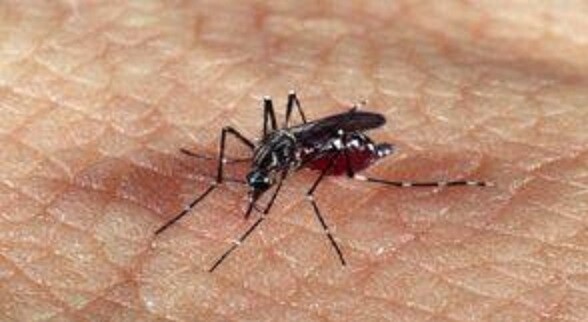com-mais-de-18-milhao-casos-em-tres-meses-dengue-atinge-recorde-historico-no-brasil