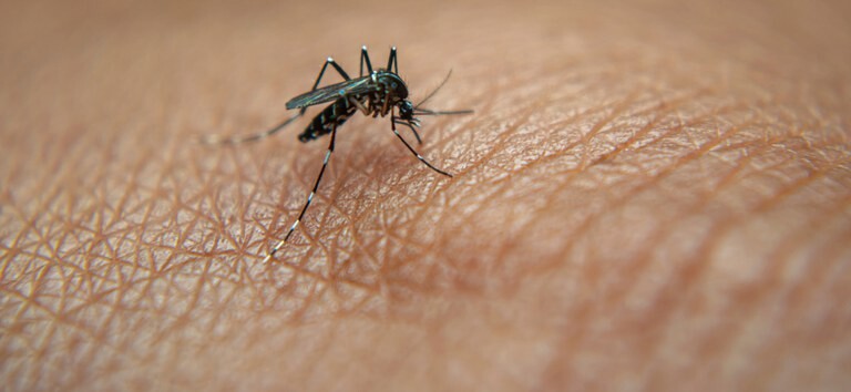 Dengue.jpeg